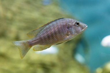 Kazan Akvaryumu 'nun akvaryumundaki çok renkli balıklar. Kazan 'ın turistik yerleri. Yakın çekim..