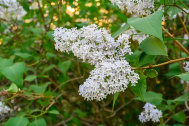 Çiçek açan bahar çiçekleri. Leylak ağacının güzel çiçekleri. Bahar konsepti. Bahçedeki bir ağaçtaki leylak dalları.