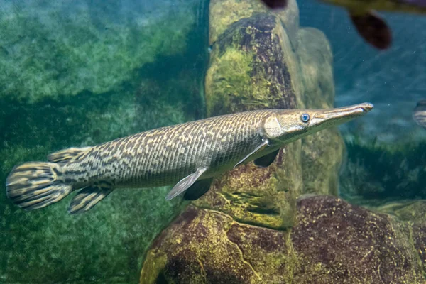 Brochet Alligator Poisson Dans Aquarium Kazan Lieux Touristiques Kazan Gros — Photo