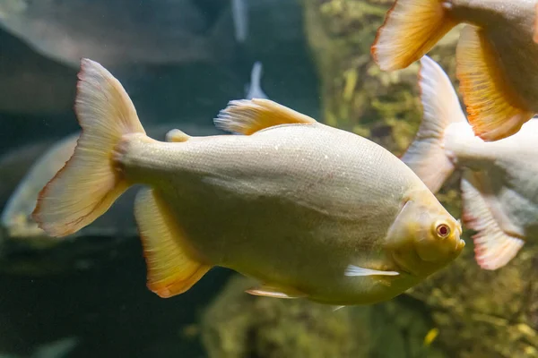 Sanguinário Albino Branco Piranha Peixe Aquário Fechado Conceito Pequeno Controle — Fotografia de Stock