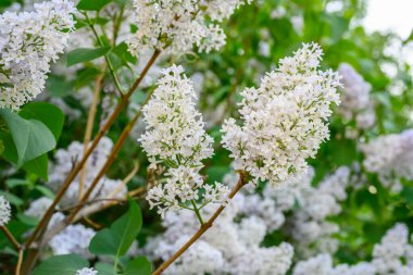 Çiçek açan bahar çiçekleri. Leylak ağacının güzel çiçekleri. Bahar konsepti. Bahçedeki bir ağaçtaki leylak dalları.