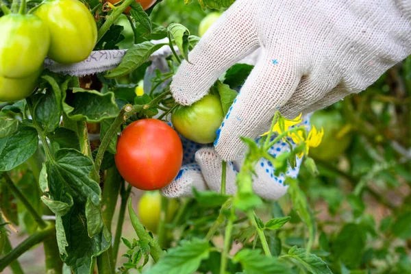 农夫检查花园里的西红柿 番茄在树枝上 法默的手农业 种植蔬菜 后续行动 — 图库照片