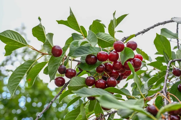 Cherry Orchard Cherries Growing Cherry Tree Sunny Day — Stock Photo, Image