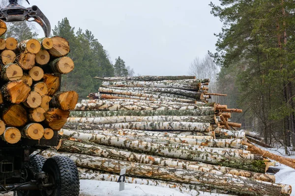 Loading Birch Logs Special Vehicles Freshly Chopped Birch Tree Harvest — Stock Photo, Image