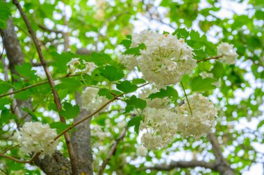 Çiçek açan bahar çiçekleri. Büyük, güzel, beyaz Viburnum opulus Roseum (Boule de Neige) topları. Beyaz Guelder Rose veya Viburnum opulus sterilis, Kartopu Bush, Avrupa Kartopu.