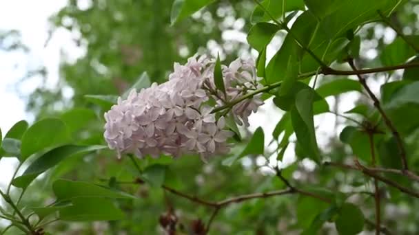 Цветущие Весенние Цветы Красивые Цветущие Цветы Сирени Весенняя Концепция Ветви — стоковое видео