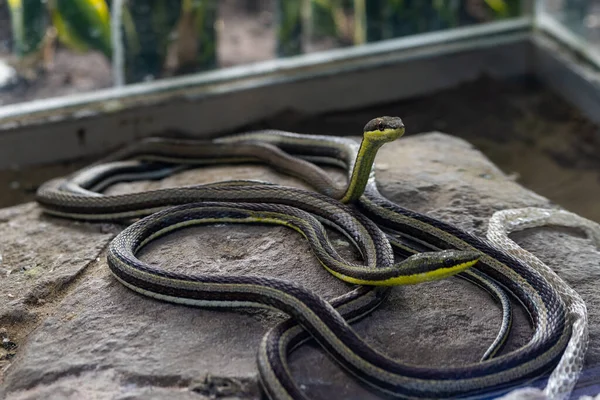 喀山动物园有两条黄腹蛇 — 图库照片