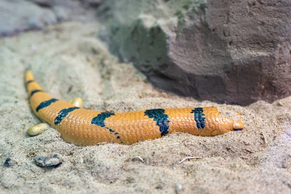 彼得斯带条纹溜溜溜 Peters Banded Skink 缩写为Scincopus Fasciatus 是一种单型溜溜溜 — 图库照片