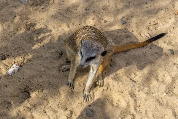 Suricate Est Assis Sur Sable Zoo Kazan Par Une Journée — Photo