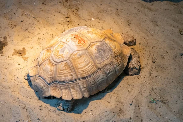 一只知足的乌龟在人类的监管之下帮助濒危动物 — 图库照片