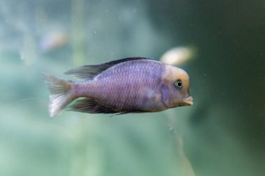 Kazan Akvaryumu 'nun akvaryumundaki çok renkli balıklar. Kazan 'ın turistik yerleri.