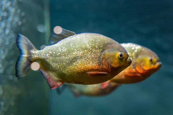 Piranhas in the aquarium. The most dangerous fish are cannibals. — Stock Photo, Image