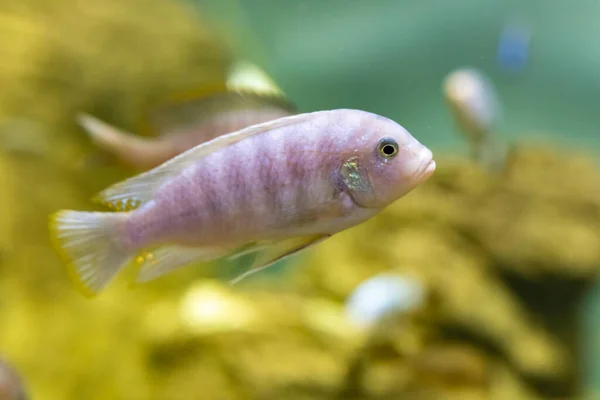 Flerfarget fisk i akvariet ved Kazan-akvariet. Turiststeder i Kazan. – stockfoto