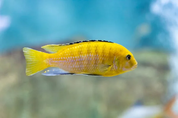 Multi-colored fish in the aquarium at the Kazan Aquarium. Tourist places of Kazan. — Stock Photo, Image