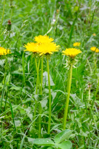 Glade de dentes de prado frescos em um dia de primavera ensolarado. Dente-de-leão florido. Excelente fundo para a expressão do humor da primavera. — Fotografia de Stock