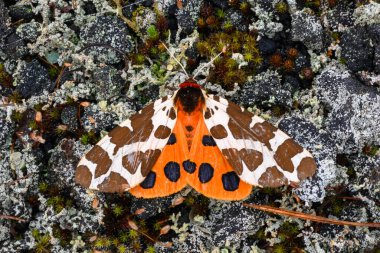 Göz kamaştırıcı turuncu benekli bir güve Rusya 'nın sakin manzaralarında yosun kaplı taşların üzerinde zarif bir şekilde duruyor. Doğanın karmaşık güzelliğini ve canlı renklerini sergiliyor..