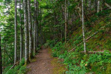 Rusya 'nın sık ormanlarında dolanan dar bir yol, kaşifleri, yumuşak, doğal bir ışık altında, uzun ağaçların dingin güzelliğinin ve canlı yeşilliğin tadını çıkarmaya davet ediyor..