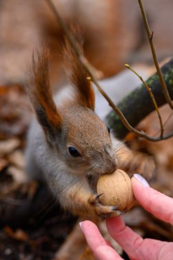 Canlı bir sincap, sakin bir ormanda bir insanın eline yakın duran iki pençeli bir fındığı kavrıyor. Yapraklar etrafa dağılır, sakin bir atmosfer yaratır..