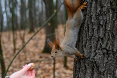 Meraklı bir sincap ağaç gövdesinden atlar, gözleri bir el tarafından sunulan fındığa odaklanır. Ormanın zemininde düşen yapraklar sonbaharın habercisi..