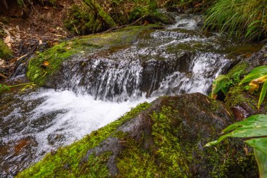 Kristal berrak su, canlı yeşil yosun ve yapraklarla çevrili pürüzsüz taşların üzerine dökülür. Bu sakin sahne Rusya 'nın uzak bir köşesinde doğanın barışçıl özünü yakalıyor..