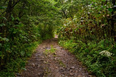 Rusya 'da sakin bir orman yolu canlı yeşillik boyunca uzanıyor. Güneş ışığı yaprakların arasından süzülerek doğa severler ve maceracılar için barışçıl bir atmosfer yaratır..