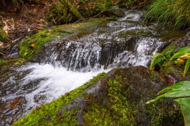 Kristal berrak su, canlı yeşil yosun ve yapraklarla çevrili pürüzsüz taşların üzerine dökülür. Bu sakin sahne Rusya 'nın uzak bir köşesinde doğanın barışçıl özünü yakalıyor..