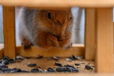 Meraklı bir sincap, dağınık ayçiçeği tohumlarıyla çevrili, parlak bir öğleden sonra, ahşap bir kuş besleyicisinin içinde yuvalanan tohumları yer..