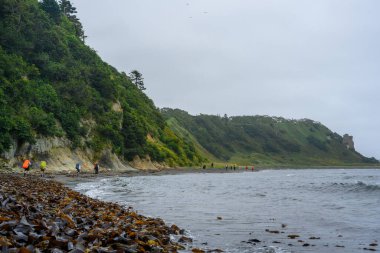 Yerel halk, Rusya 'nın sakin kıyı şeridi boyunca yürüyüp yosunlar arasında deniz hazineleri topluyor ve huzurlu atmosferin tadını çıkarıyor..