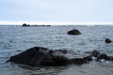 Rusya 'nın barışçıl kıyı şeridi boyunca yumuşak dalgalar karanlık kayalara çarpar. Uzakta, bulutlu gökyüzüne bakan küçük adalar sakin bir sahil manzarası yaratıyor..