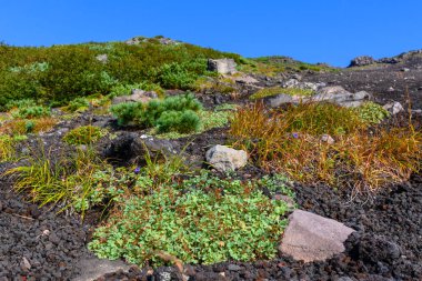 Rusya 'nın engebeli volkanik arazisinde yemyeşil bitkiler ve renkli bitkiler gelişir..