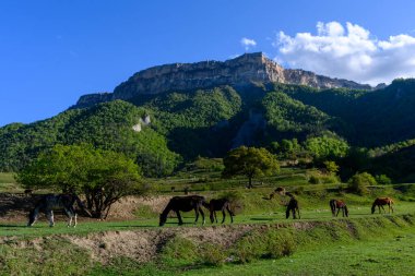Berrak Mavi Gök Altında Dağlık bir arazide otlayan atlar. Dağıstan Rusya.