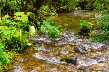Canlı yeşil bitkiler ve ağaçlar tarafından çerçevelenmiş pürüzsüz taşların üzerinden sakin bir dere akar. Bu huzurlu sahne, Rusya 'nın el değmemiş çöllerindeki doğanın güzelliğini yansıtıyor..