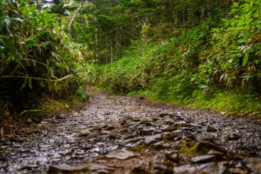 Rusya 'da yeşil yapraklar ve engebeli arazilerle çevrili canlı bir ormanın içinden sakin bir patika esiyor. Doğa burada gelişir, keşif ve maceraya davetiye çıkarır..