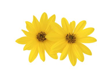 güzel iki Kudüs enginarı (Helianthus tuberosus) beyaz arka planda izole edilmiş çiçekler.
