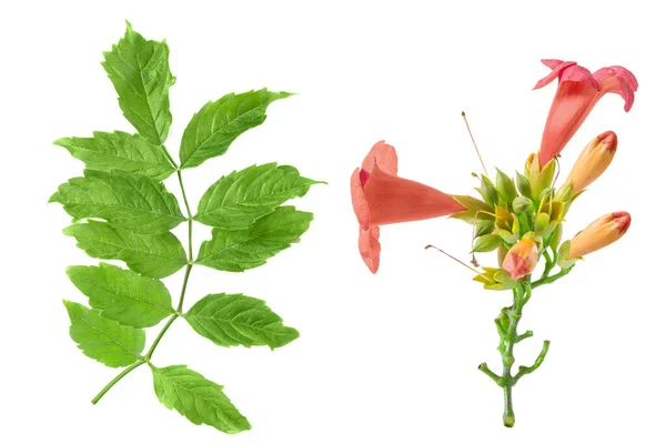 Schöne Blüten Und Ein Zweig Mit Grünen Blättern Bignonia Grandiflora lizenzfreie Stockbilder