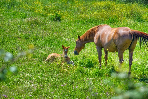 Potro y yegua en un campo verde —  Fotos de Stock