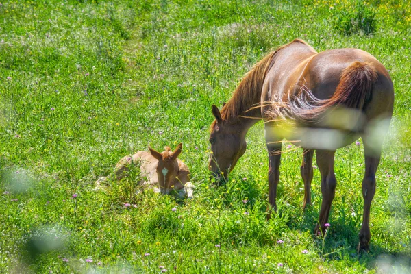 Mare and foal on a green meadow — Stock Photo, Image