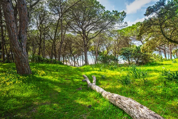 Maria Pia pinewood Sardinya — Stok fotoğraf