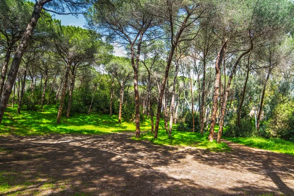 Pijnbomen op Sardinië — Stockfoto