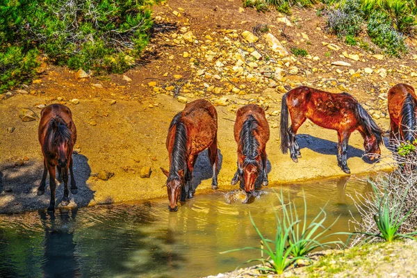 Caballos bebiendo de un pequeño arroyo —  Fotos de Stock