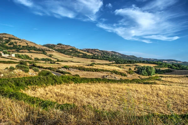 Campo amarelo e céu azul — Fotografia de Stock