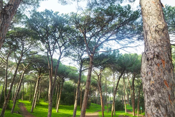 在撒丁岛的松树 — 图库照片