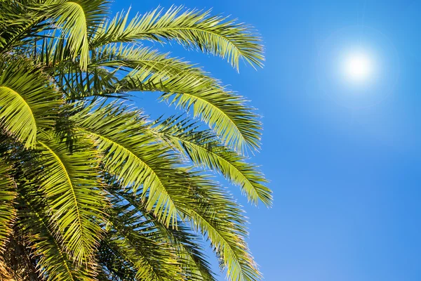 Palm takken onder een blauwe lucht — Stockfoto