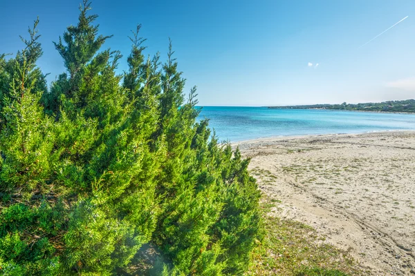 Bush vid stranden på Sardinien — Stockfoto