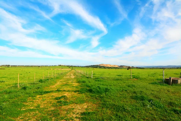 Cielo azul y campo verde — Foto de Stock