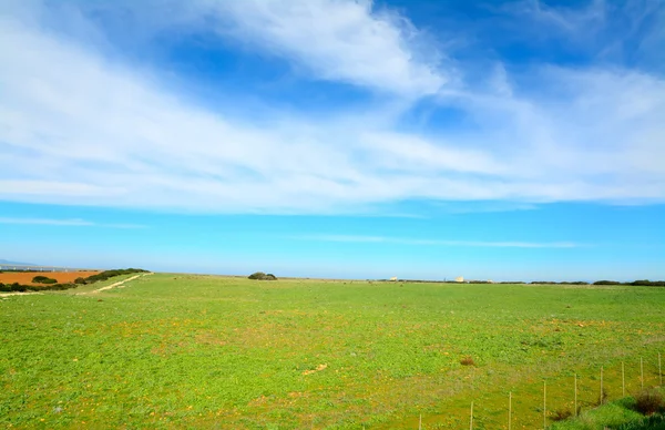 Prato verde sotto un cielo blu — Foto Stock