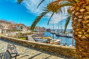 Stintino palmiye ağacı