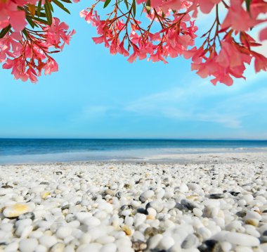 beyaz çakıl ve pembe çiçekler