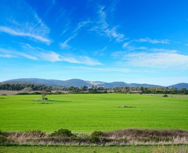 green meadow under a blue sky in Sardinia clipart