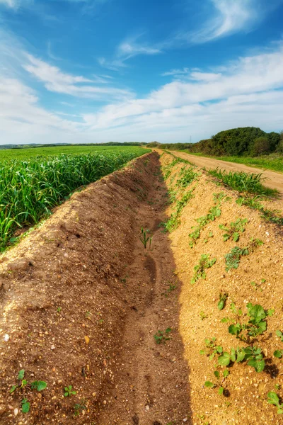 Furrow in a green field — Stock Photo, Image